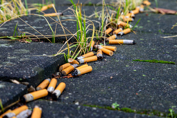 viele Zigaretten liegen auf der Straße und verschmutzen die Umwelt - obrazy, fototapety, plakaty
