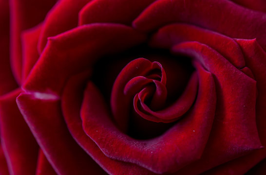 only red rose macro photo