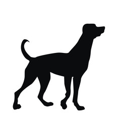 Dog silhouette, black, vector illustration