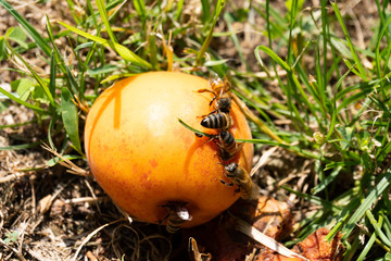 Close up of bees on an apricot on the green grass