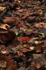 Two toadstool mushrooms with red hat closeup on the natural forest substrate background with fallen autumn leaves. Natural fall foliage on the ground in overcast day. Shallow depth
