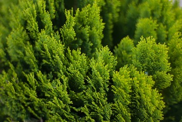 background of green branches