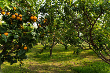 Apricots hanging on an apricot tree in a apricot plantation