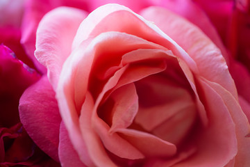 only pink rose macro photo © meraleguz