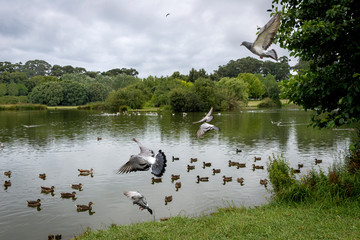 pigeons and flock of ducks on lake