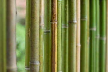 Arrière-plan nature , bambous vert