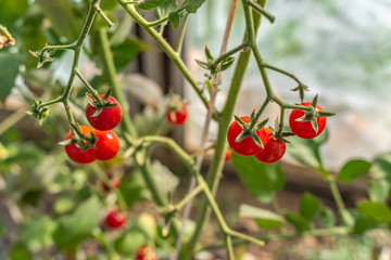 Beautiful ripe cherry tomatos in a private greenhouse,  grown organically