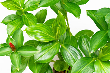 Green leaves pattern,leaf Indian Head Ginger isolated on white background,
