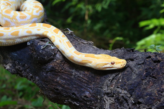 Albino Burmese Python (Python molurus bivittatus) on a tree