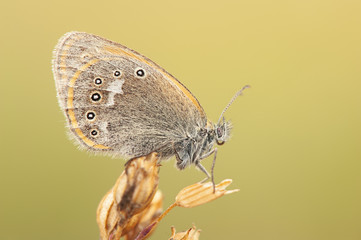 Coenonympha oedippus, the false ringlet, is a species of butterfly in the subfamily Satyridae.