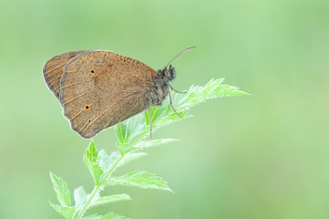 Coenonympha oedippus, the false ringlet, is a species of butterfly in the subfamily Satyridae.