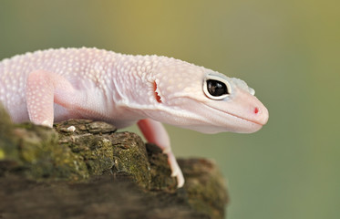 lizard gecko