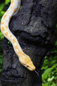 Albino Burmese Python (Python molurus bivittatus) on a tree