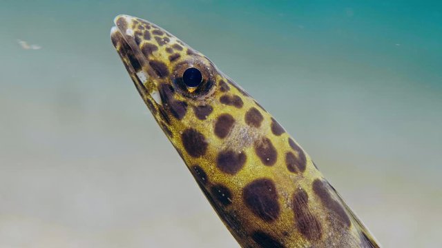Close Up Spotted Snake Eel. Manado (Indonesia)