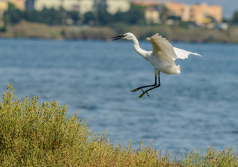 great white egret landing
