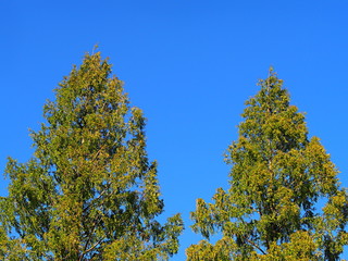 紅葉前のメタセコイアの木