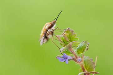 Bombylius major