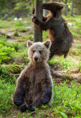 Cubs of Brown Bear in the  summer forest. Green natural background. Natural habitat. Scientific name: Ursus arctos.