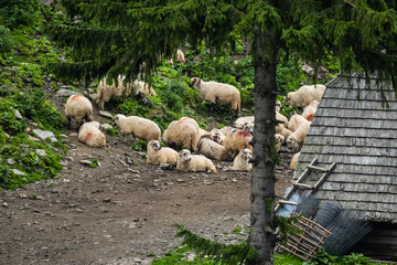 Big  flock of white sheeps Romanian  mountains