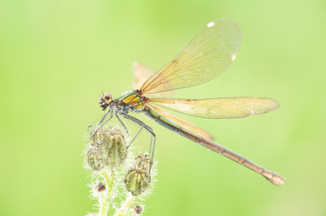 Calopteryx splendens