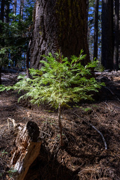 Young Redwood tree growing in front of Old Redwood tree, Environment preserve, 