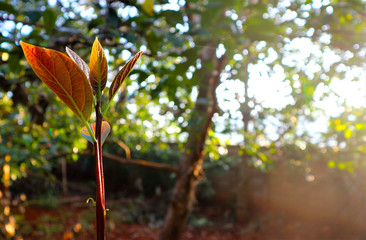 Avocado seedlings growing in the morning sunshine