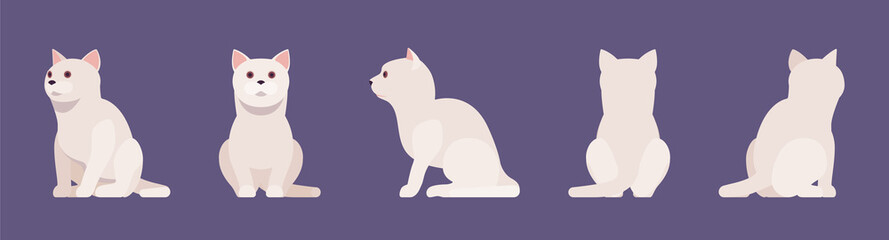 White pedigree cat sitting. Active healthy kitten with beautiful fur and light coat, cute funny pet, home playful loving companion. Vector flat style cartoon illustration different views