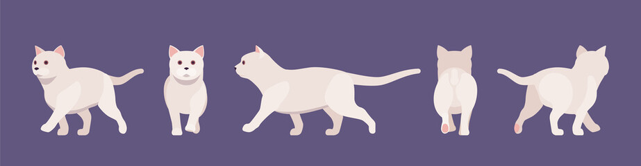 White pedigree cat walking. Active healthy kitten with beautiful fur and light coat, cute funny pet, home playful loving companion. Vector flat style cartoon illustration different views