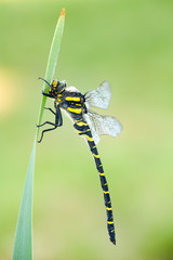 cordulegaster boltoni 