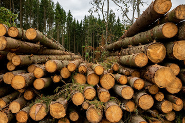Freshly chopped long logs laid in a pile against the background of the forest. Deforastation