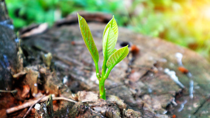 young plant in the garden Seedlings of avocado On the tree stump Tell of a new life Sunbeam  