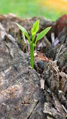 Seedlings of avocado On the tree stump Tell of a new life Sunbeam  