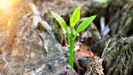 Seedlings of avocado On the tree stump Tell of a new life Sunbeam  