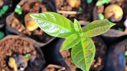Avocado seedlings, view from above