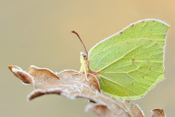 Gonepteryx rhamni)