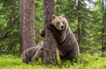 Brown bear standing on his hind legs. She-bear and cubs in the summer forest. Natural Habitat. Brown bear, scientific name: Ursus arctos. Summer season. © Uryadnikov Sergey