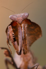 deroplatys lobata