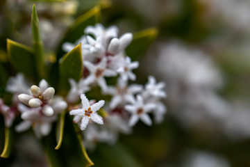 Coast Beard-heath (Leucopogon parviflorus)