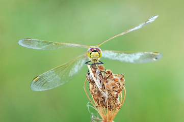 dragonfly