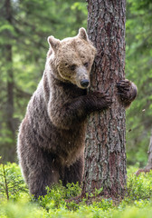 Brown bear stands on its hind legs by a tree in a summer forest. Scientific name: Ursus Arctos (...
