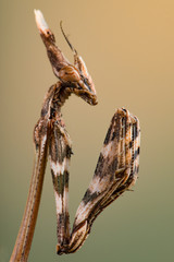 Empusa fasciata 
