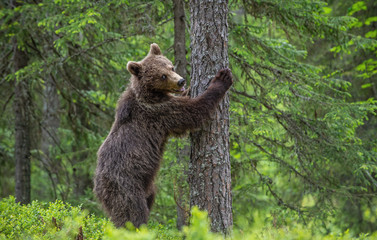 Fototapeta na wymiar Brown bear stands on its hind legs by a tree in a summer forest. Scientific name: Ursus Arctos ( Brown Bear). Green natural background. Natural habitat.