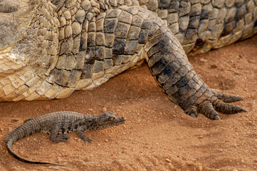 Nile crocodile, Mother and hatched baby, caring, carrying, taking the baby to water