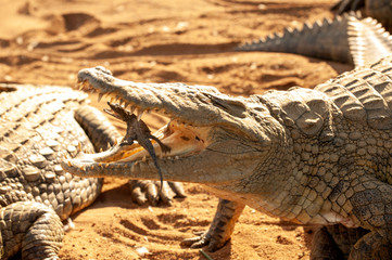 Nile crocodile, Mother and hatched baby, caring, carrying, taking the baby to water