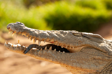 Obraz premium Nile crocodile, Mother and hatched baby, caring, carrying, taking the baby to water