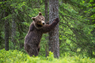 Obraz na płótnie Canvas Brown bear stands on its hind legs by a tree in a summer forest. Scientific name: Ursus Arctos ( Brown Bear). Green natural background. Natural habitat.
