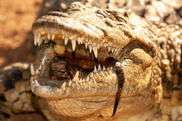 Nile crocodile, Mother and hatched baby, caring, carrying, taking the baby to water