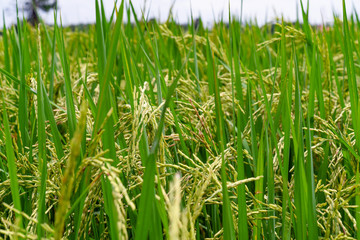 Fototapeta premium close up of rice fields with golden light in Thailand