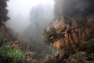Basaltrose (Piedra la Rosa) im Nebel, Insel Teneriffa, Kanaren, Spanien, Europa