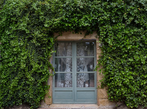 Old Wooden Door With Ivy